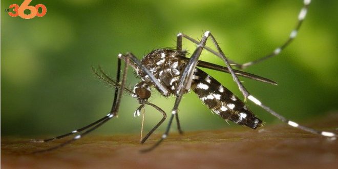 Les moustiques dans la ville de Marrakech